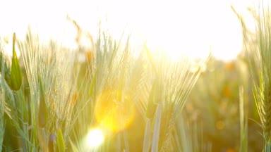 夕日が差し込む小麦畑2