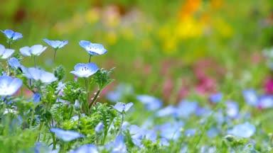 青いネモフィラとカラフルな花畑