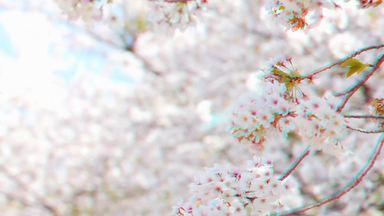 3D桜吹雪が舞うソメイヨシノ桜の森