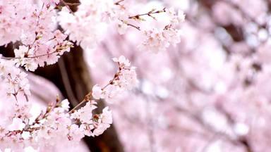 満開の桜の枝と舞い散る花びらアップ2