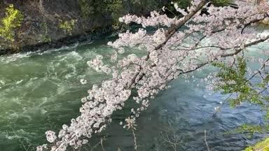 京都 夷川ダム 桜