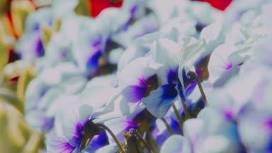 落ち着いた白い花