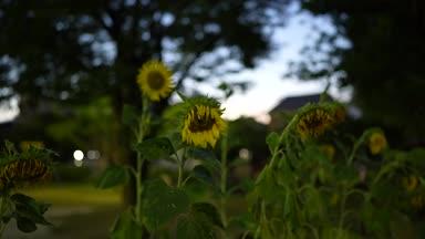 夕暮れ時の向日葵