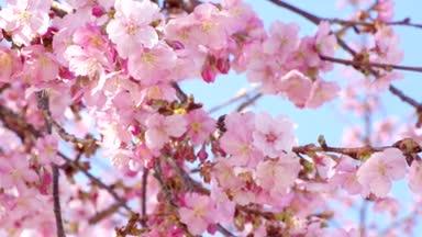 満開の河津桜のアップ（フィクス）