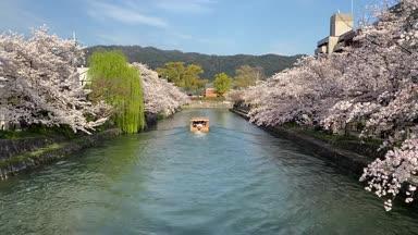 京都 岡崎疏水 琵琶湖疏水 桜と十石舟