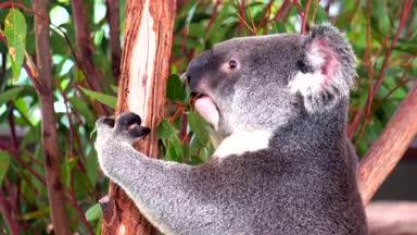 koala4