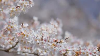 風に揺れる桜