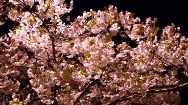 信濃川沿いの夜桜
