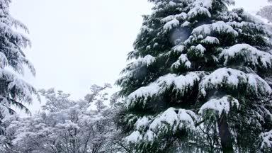 木々に降り積もる雪景色
