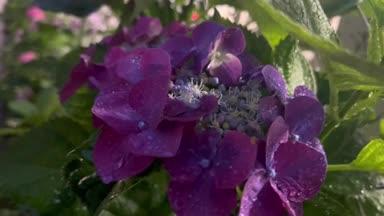 濃い紫の花　夜