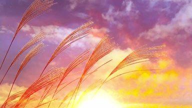 夕日とススキの穂の幻想的なイメージ