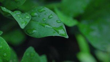 Drops of water on dark green leaves