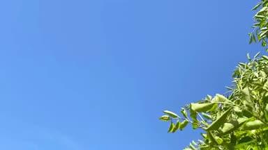 夏の真っ青な空に風に揺れる木々の葉
