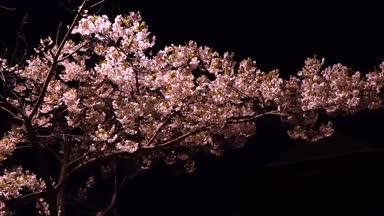 信濃川沿いの夜桜