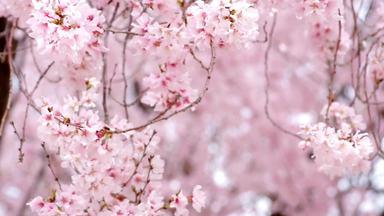満開の桜の枝と舞い散る花びらのアップ