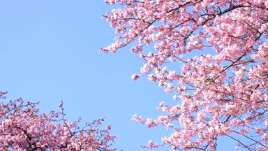 満開の河津桜と青空（フィクス）