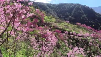 台湾風景-台湾で楽しむ桜風景