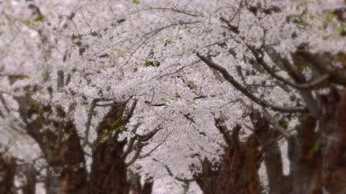 函館五稜郭公園桜の並木道