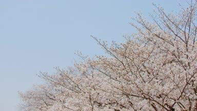 満開の桜と青空 コピースペース