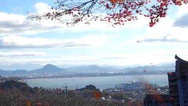 強風に揺れる紅葉と琵琶湖が見える風景
