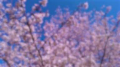 桜の背景　4K