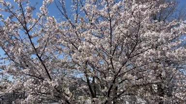 風に揺れる桜の木