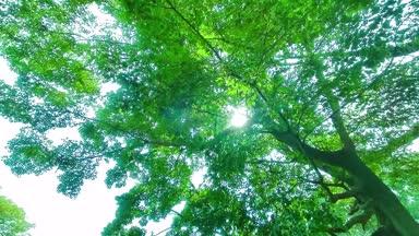 緑の木　太陽光