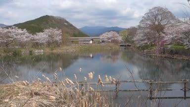 滋賀県甲良町にある三川分水公園の池