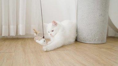 猫用玩具に飛びつく白猫