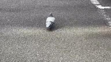 駐車場でエサをついばむ鳩