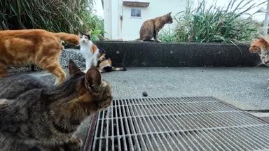 東京八丈島の港にいる猫たち