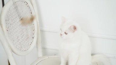 猫用玩具に夢中な白猫