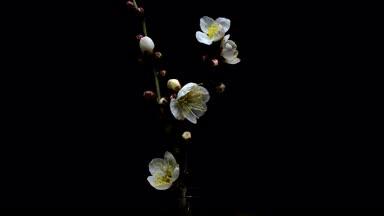 白く可愛い梅の花の開花（タイムラプス）