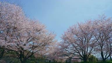 桜並木とカメラ側に飛んでくる桜の花びら