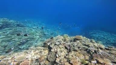 珊瑚礁が広がる海