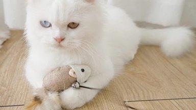 A cat that catches cat toys and keeps them