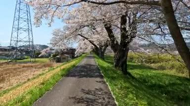 桜並木を散歩する　その1
