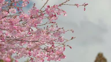 ピンクの可愛い彼岸桜