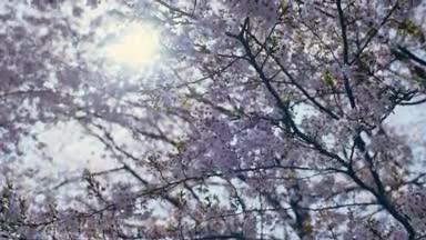 桜と木漏れ日 温かい春の日イメージ