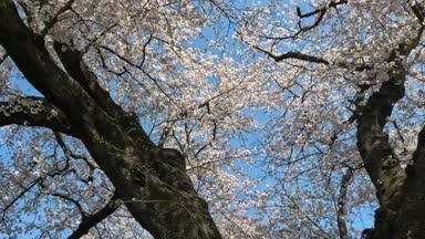 揺れる桜の木　その1