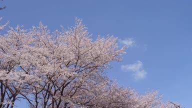 青空と桜 春イメージ02