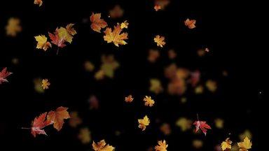 紅葉の散る秋