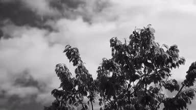 風に揺れるリンゴの木と流れる雲 モノクロ