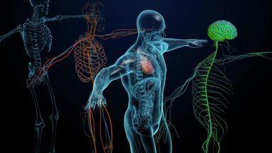 Human body cg divided into four