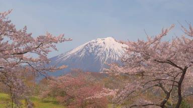 青い空に富士山と満開の桜
