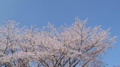 青空と桜 春イメージ01