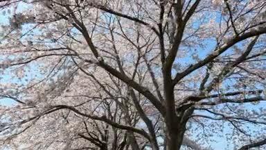 桜並木を散歩する　その3
