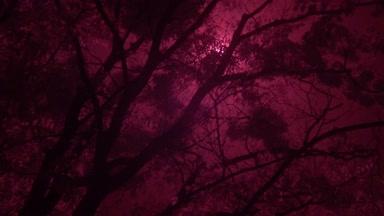 風の樹木からの光芒、赤外撮影