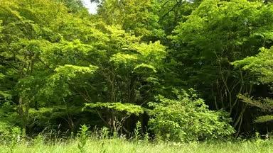 新緑の森林