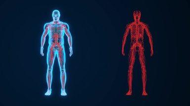 anatomy hologram blood vessel
